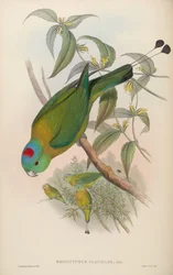 Prioniturus flavicans